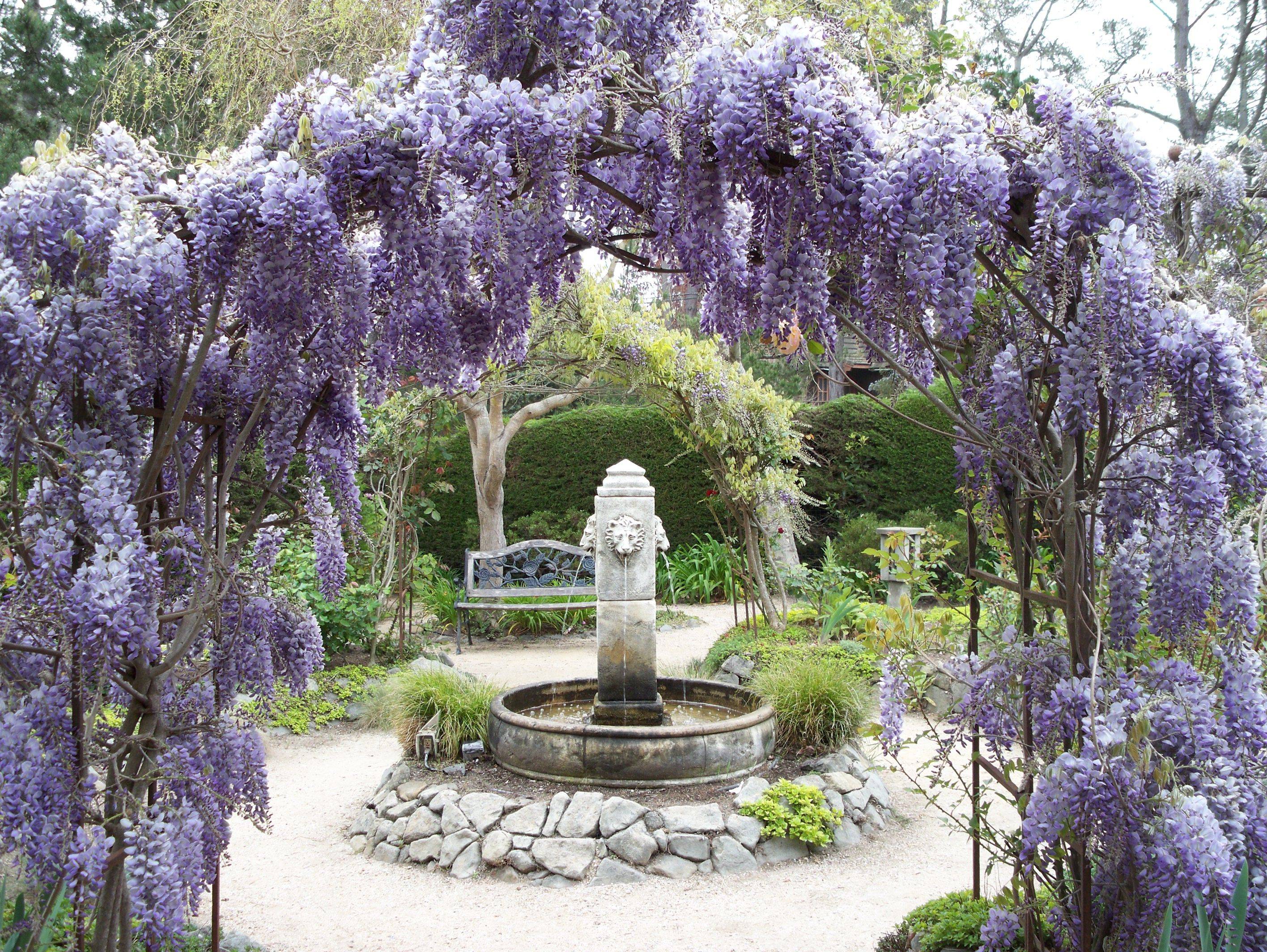 Wisteria Pergola