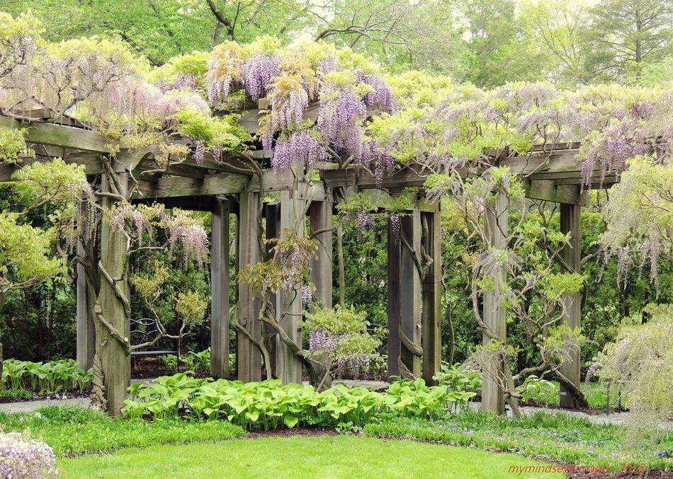 23 Garden Arbor with Wisteria Ideas You Gonna Love SharonSable