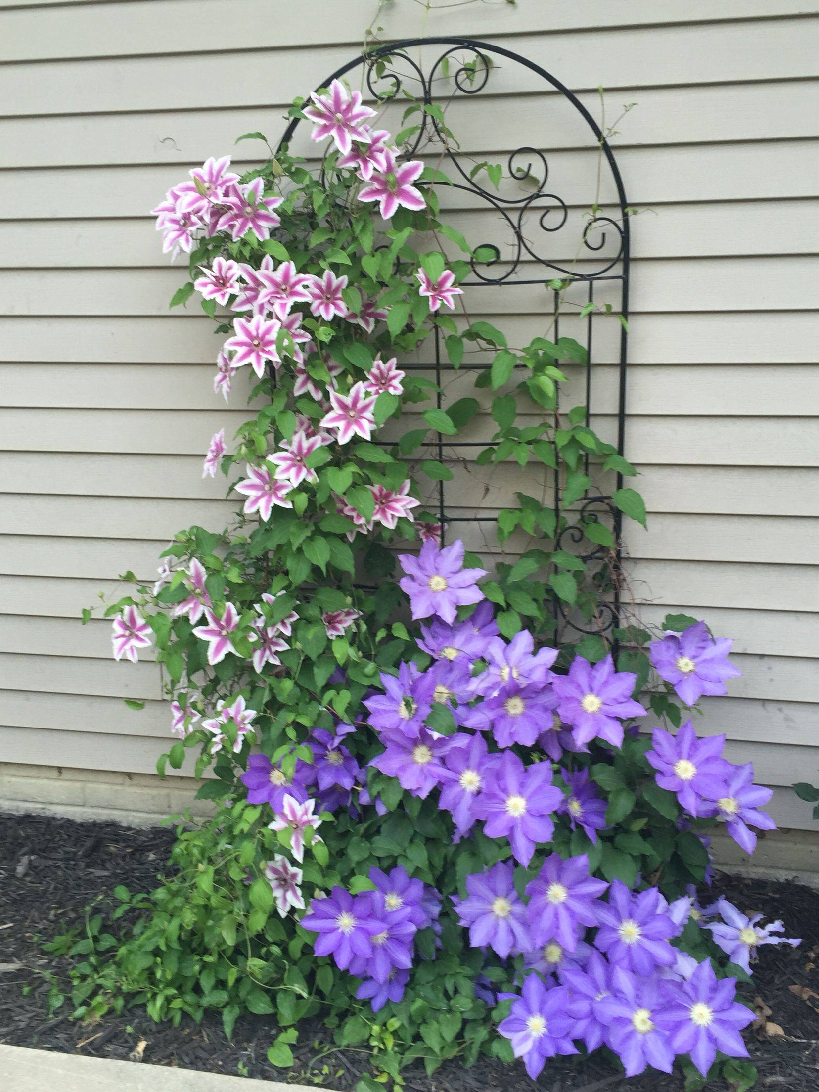 Jackmanii Clematis