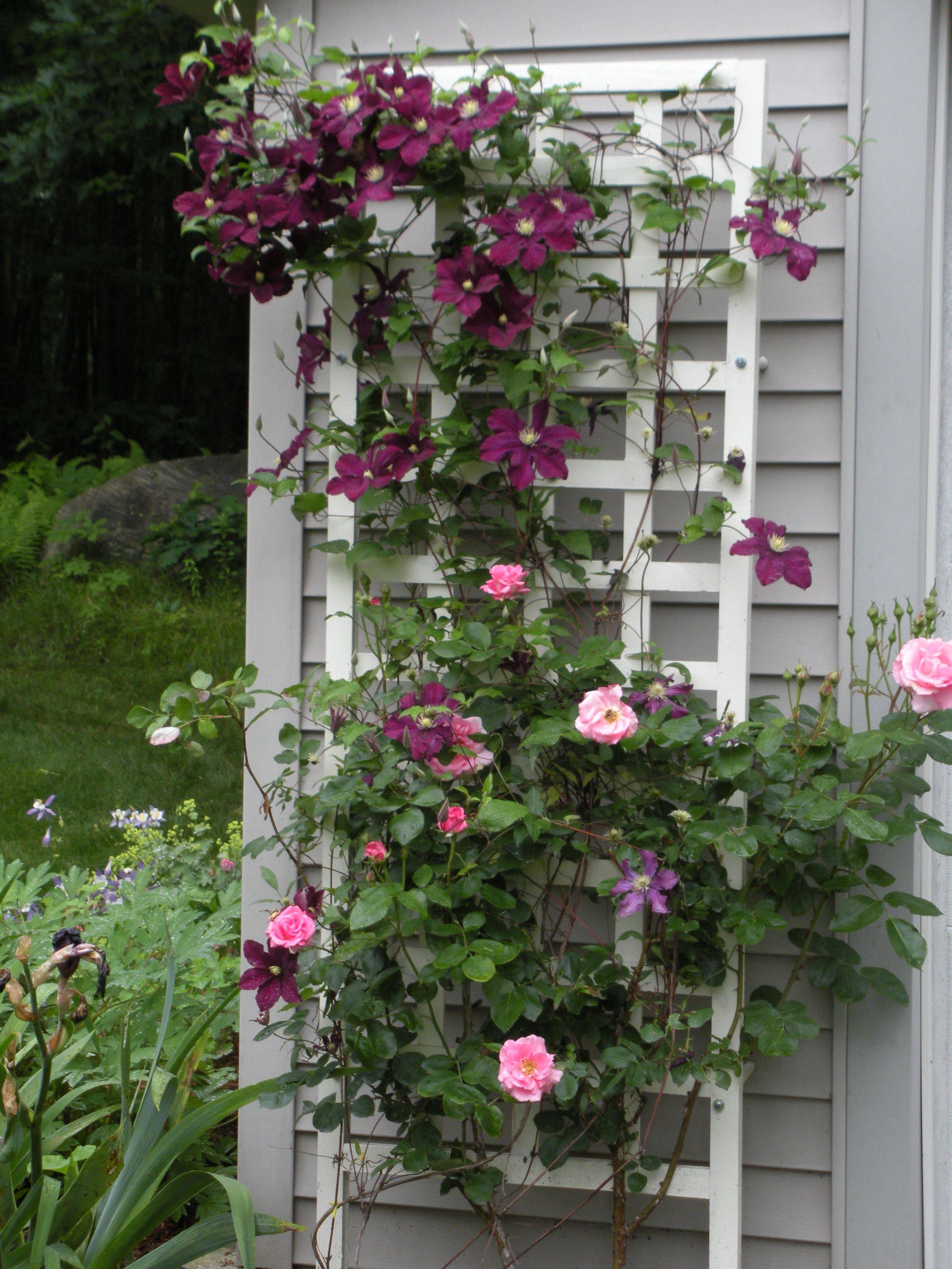 Clematis Gardenorg