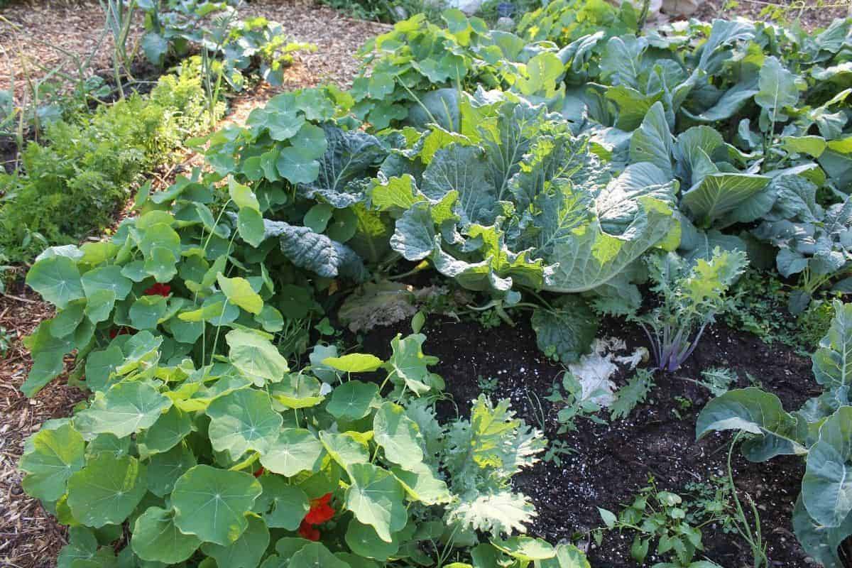 Magical Childrens Garden Design Ideas