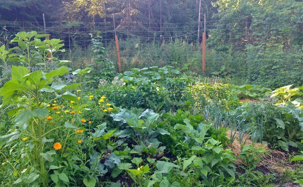 Stunning Vegetable Garden Ideas