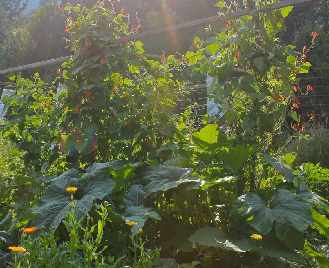 Stunning Vegetable Garden Ideas