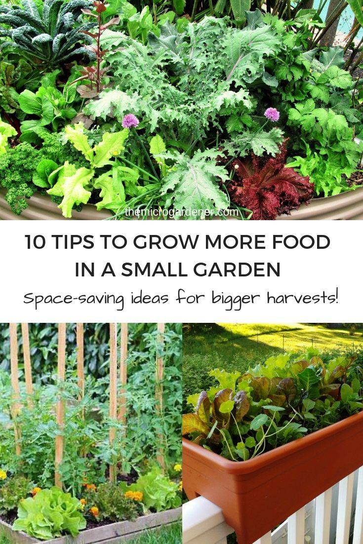 Great Front Yard Vegetable Garden Ideas