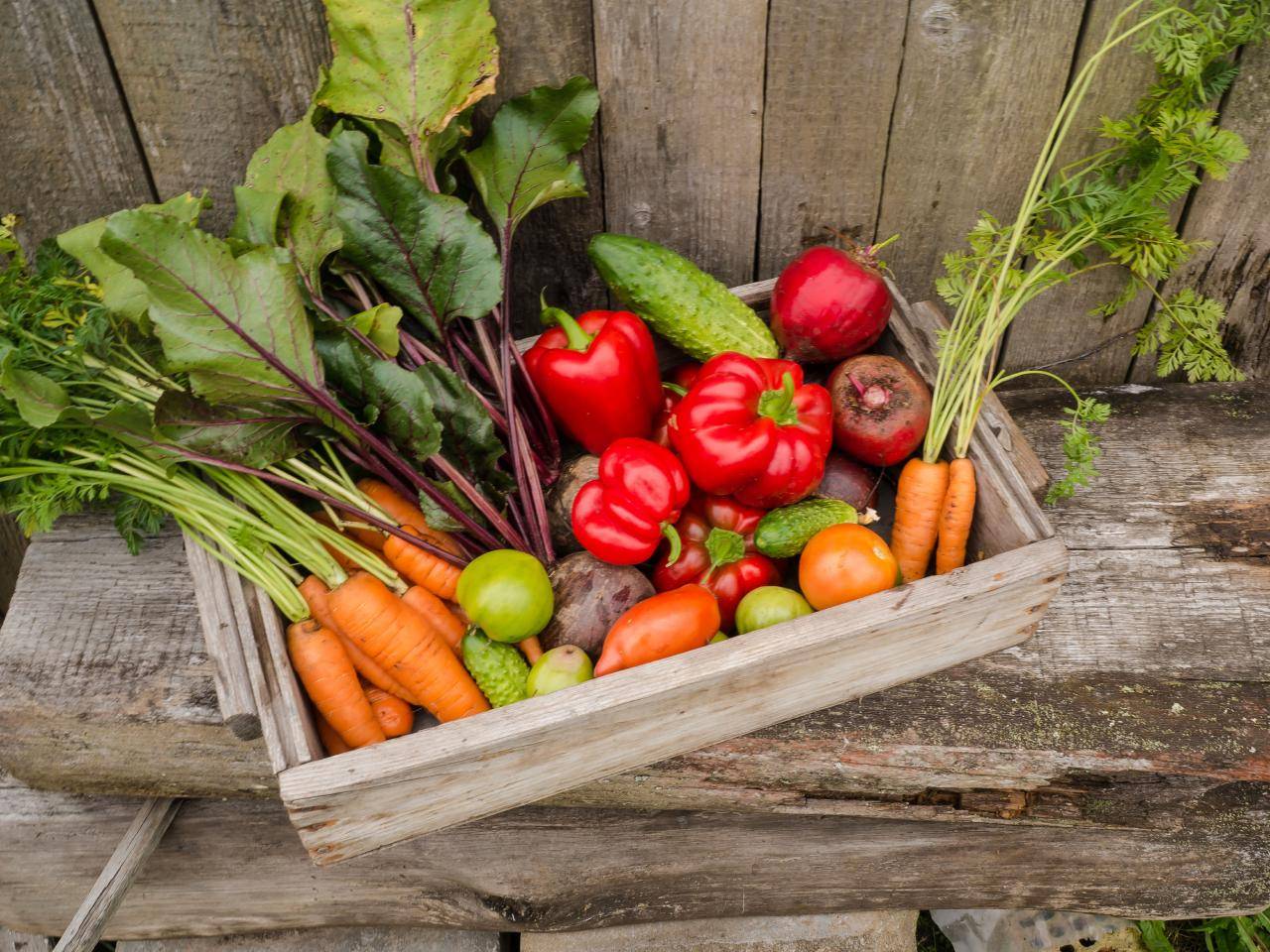 Best Edible Garden Ideas
