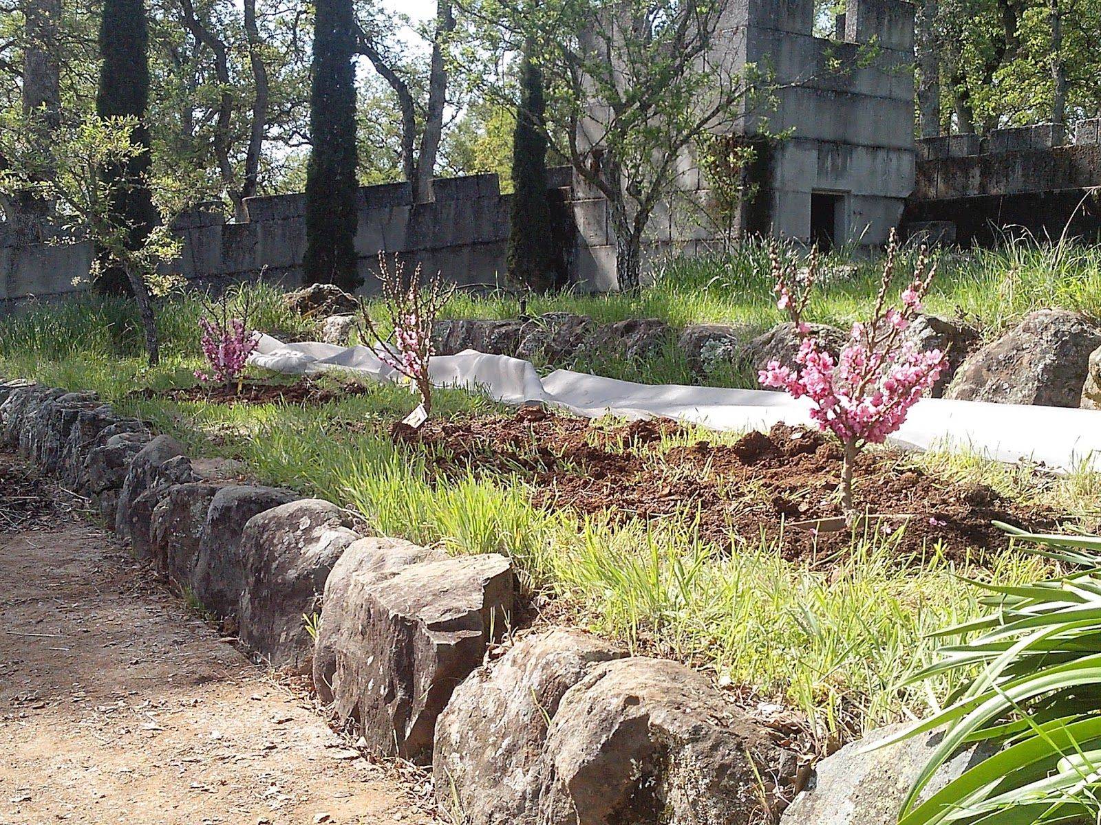 A Healthy Organic Veggie Garden