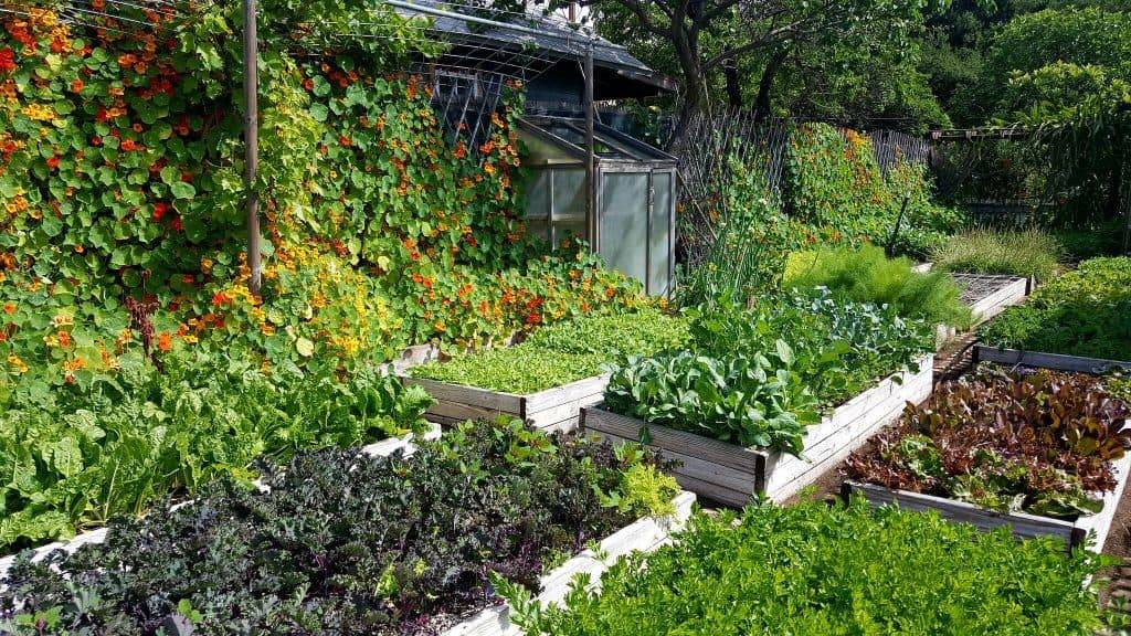 Food Gardening