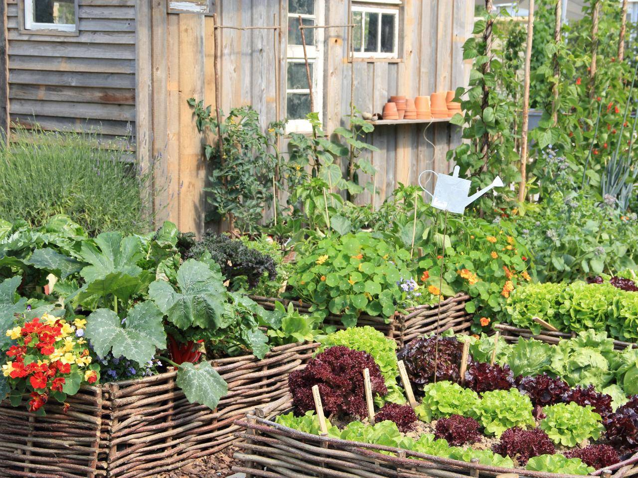 Healthy Organic Food