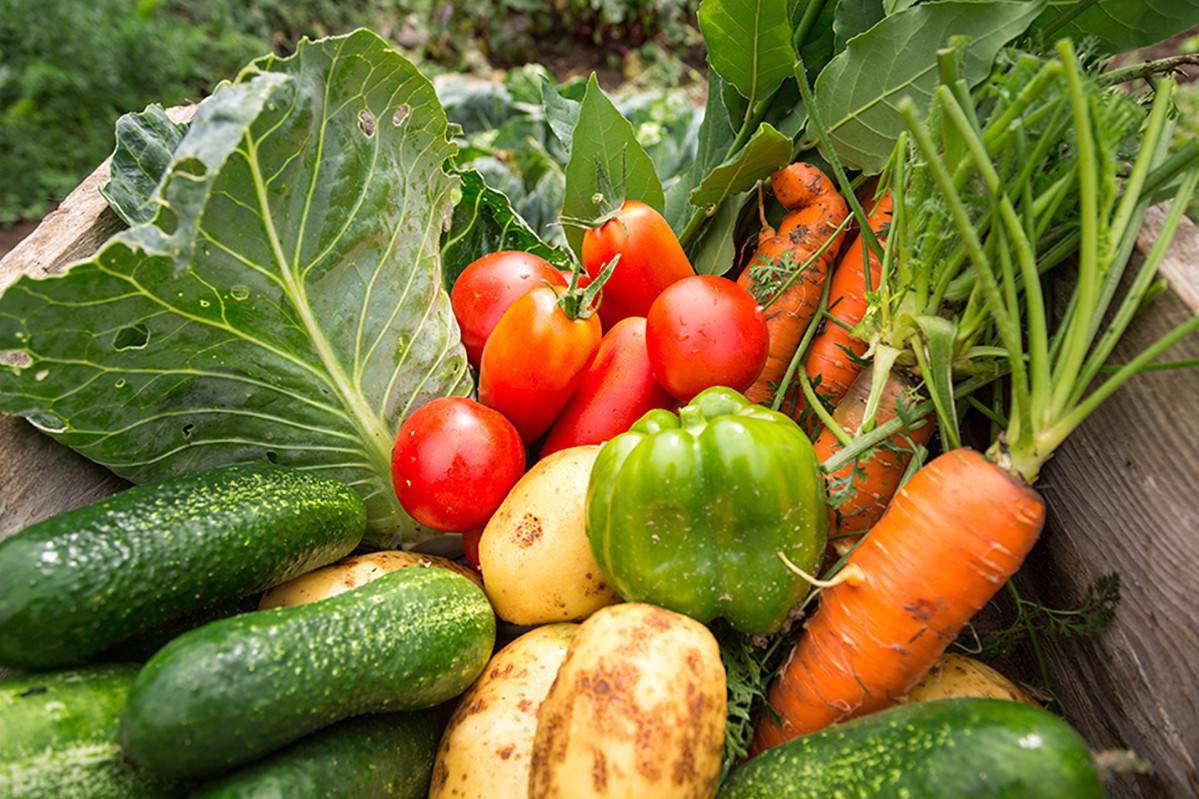 Your Vegetable Garden