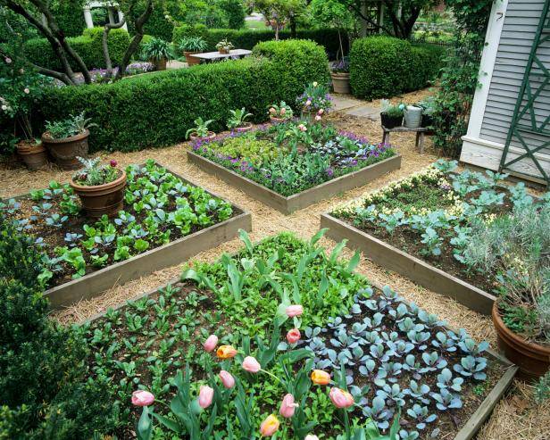 A Container Vegetable Garden