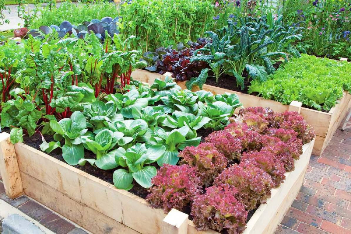 Inspiring Square Foot Gardening Plansideas