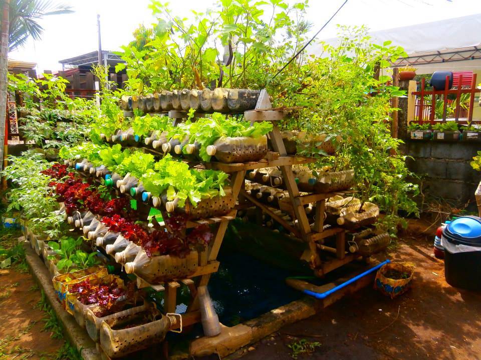 An Urban Vegetable Garden