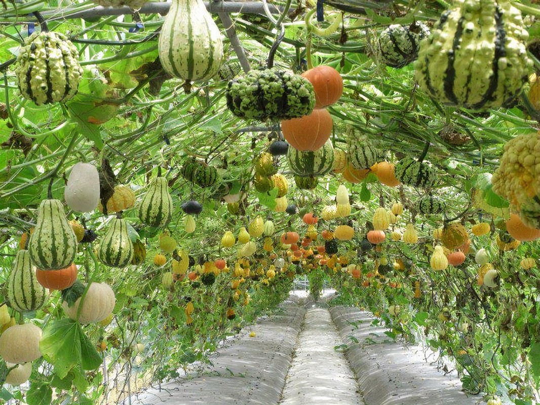 Vertical Vegetable Garden Ideas