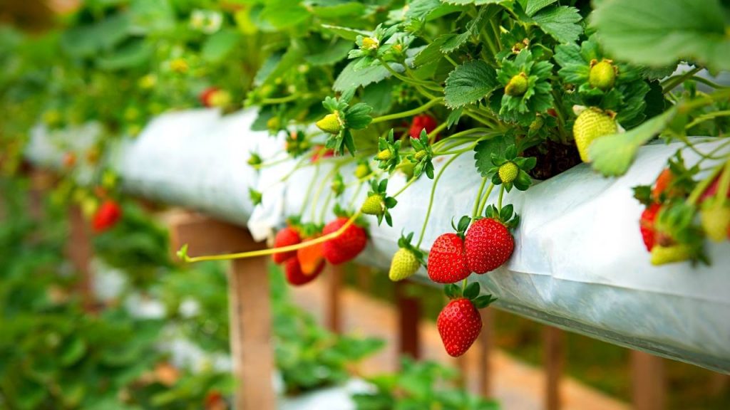 Stunning Vertical Garden Ideas