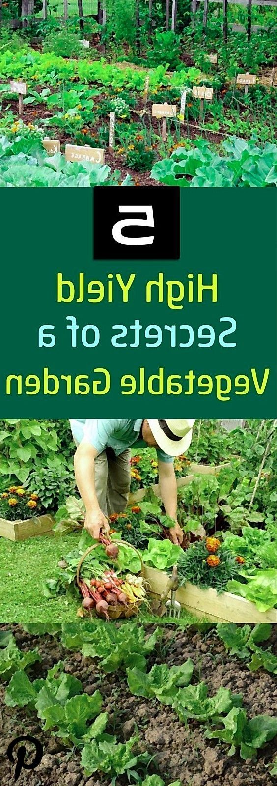 A Highyield Vegetable Garden