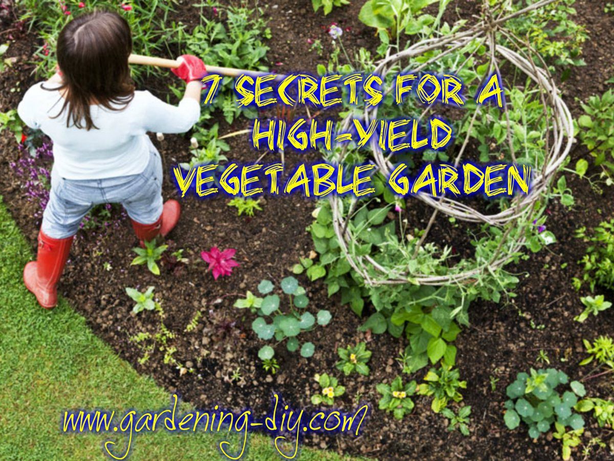 A Highyield Vegetable Garden