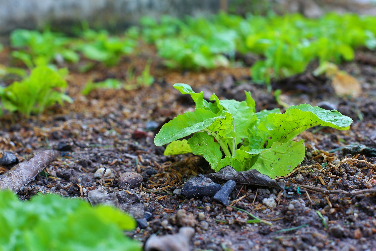 A Highyield Vegetable Garden