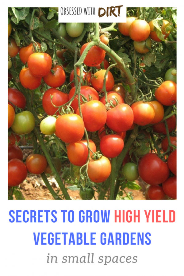 Planting Vegetable Gardens