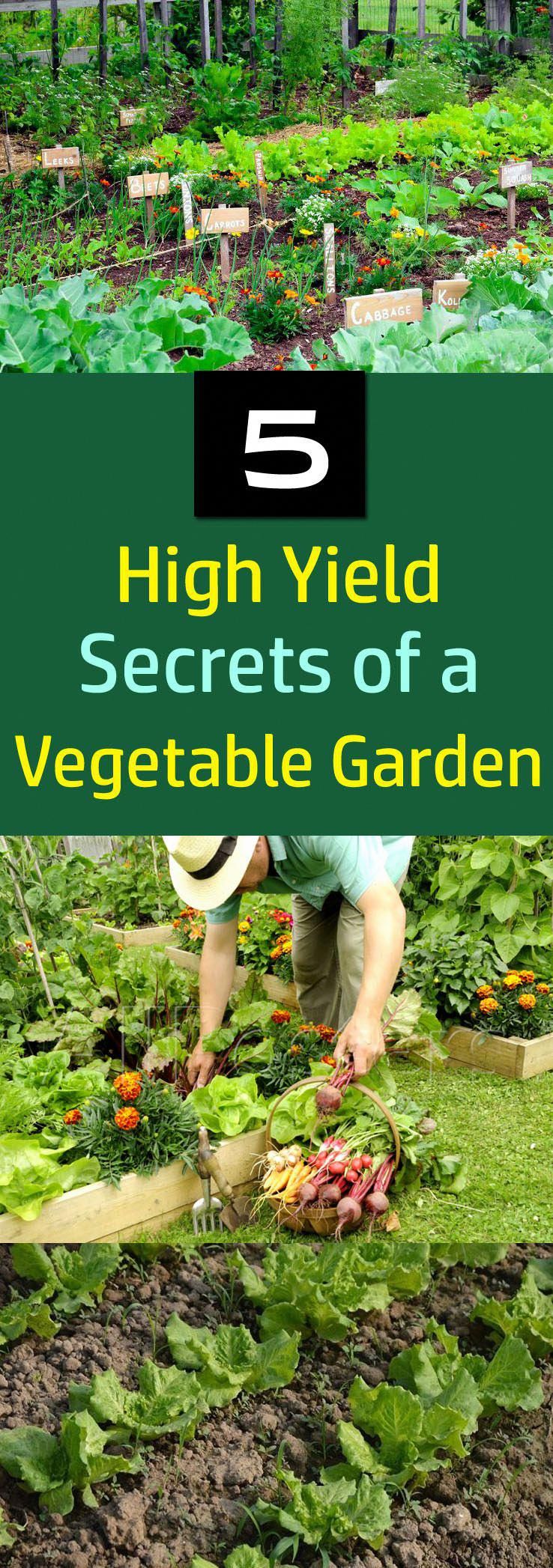A Highyield Vegetable Garden