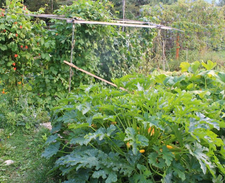 High Yield Vegetables