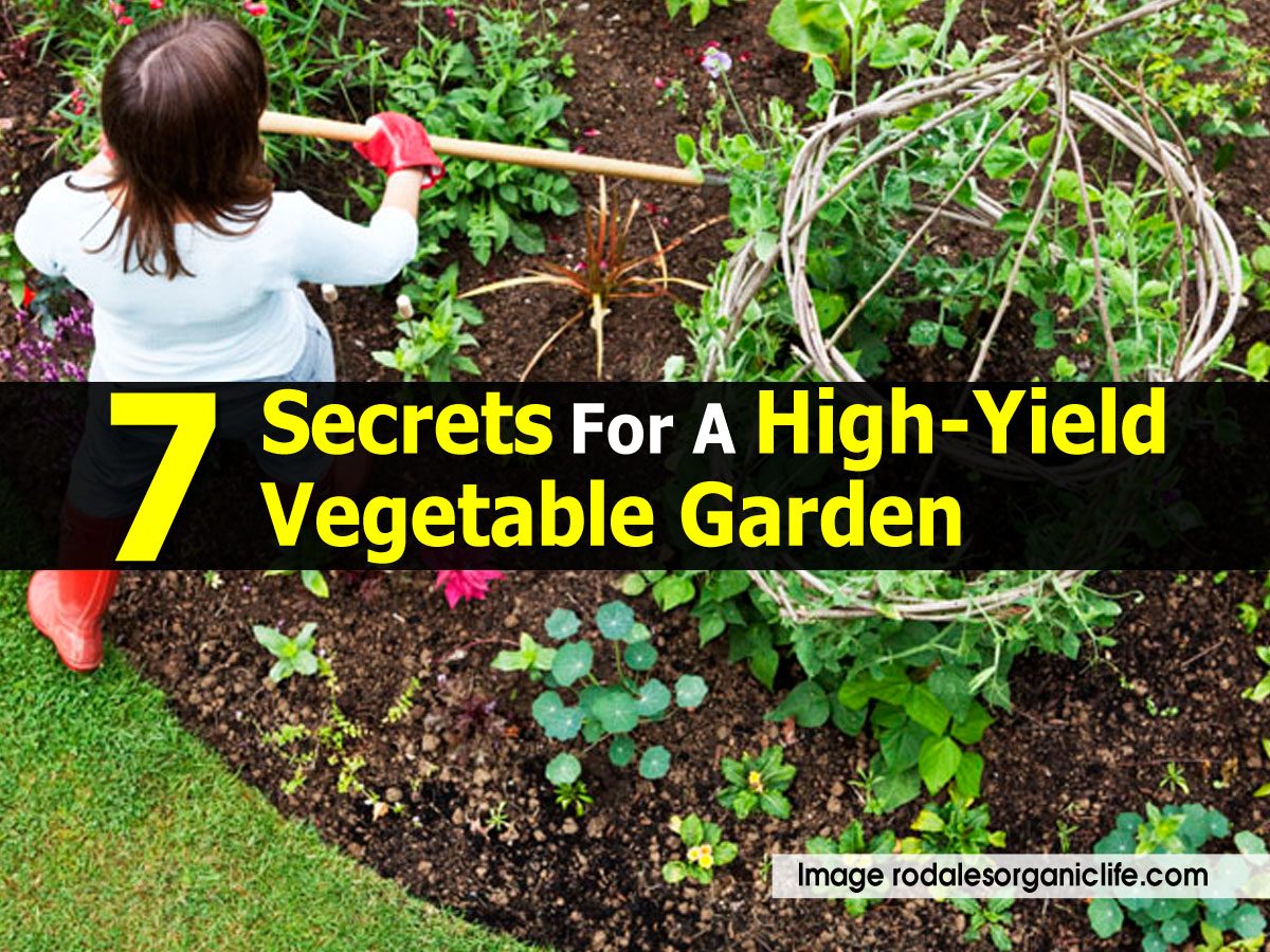 These High Yield Vegetable Garden
