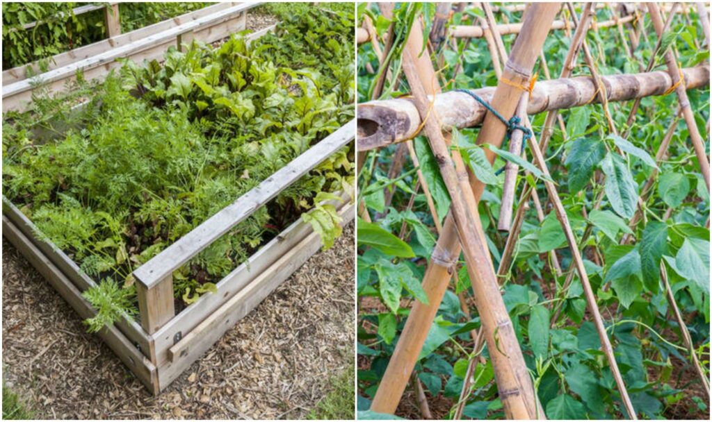 A Highyield Vegetable Garden Myfirstgardennet