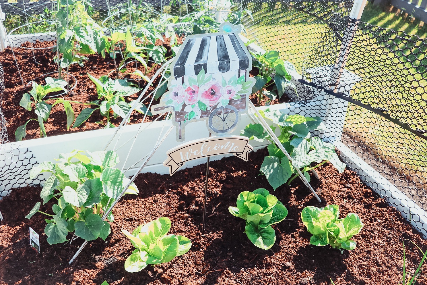 A Vegetable Garden