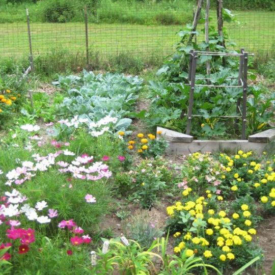 Your Vegetable Garden Tips