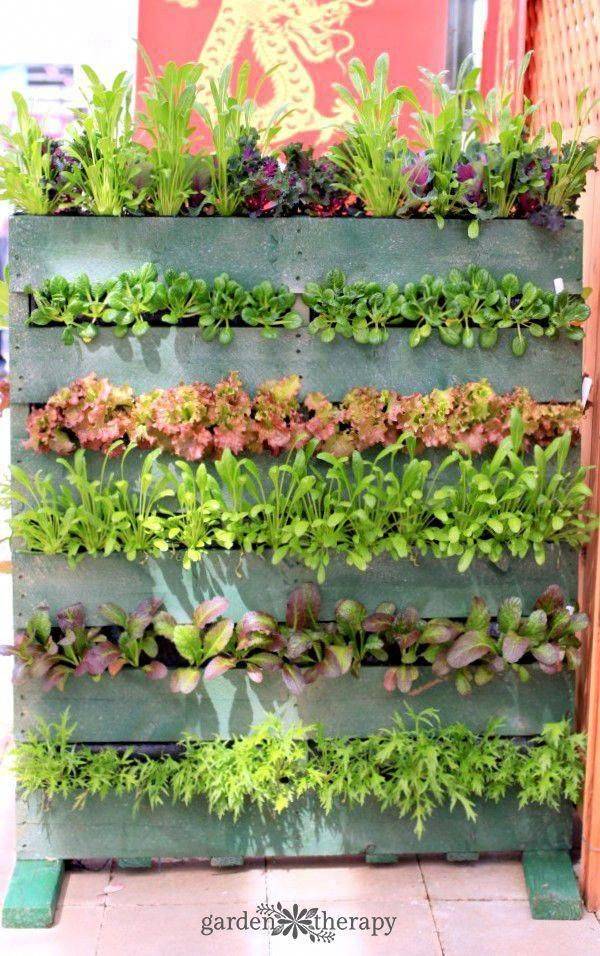 Edible Potted Plant Ideas Plant Containers