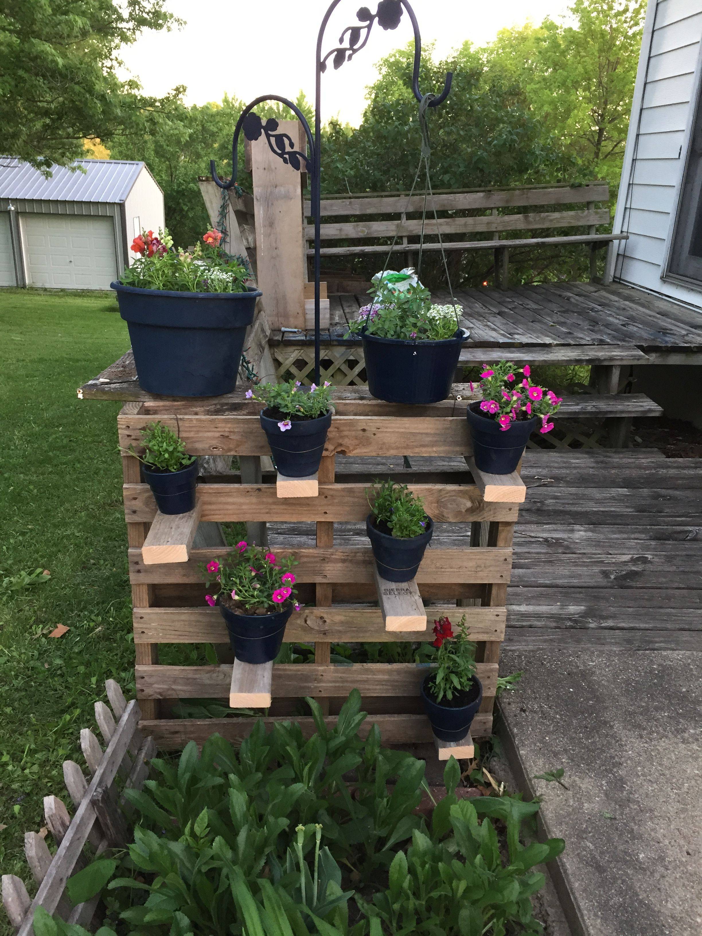 Patio Backyard Plant