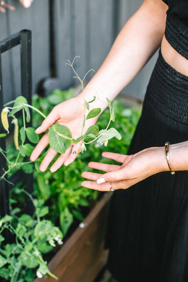Outdoor Gardens