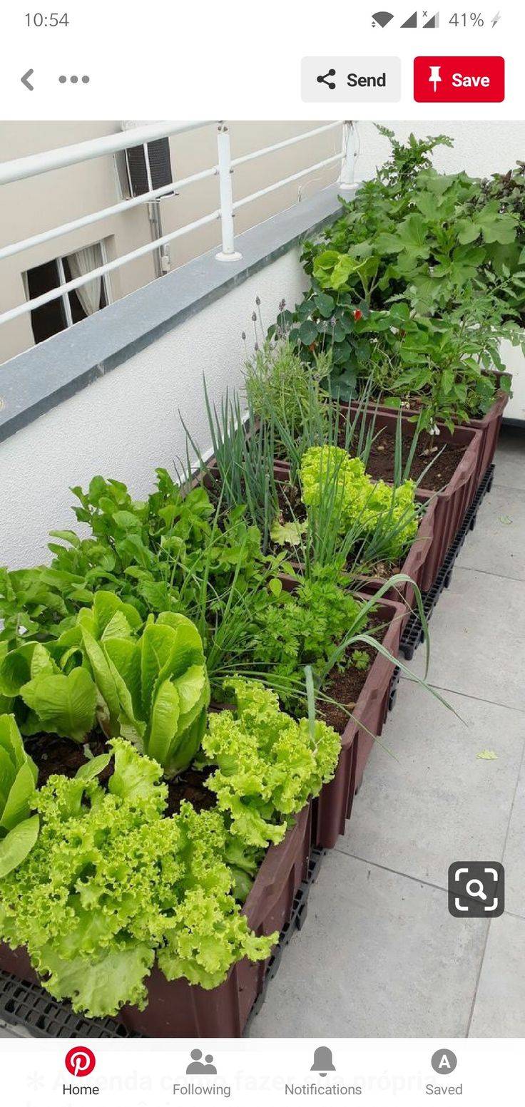 Texas Butter Herb Garden Design