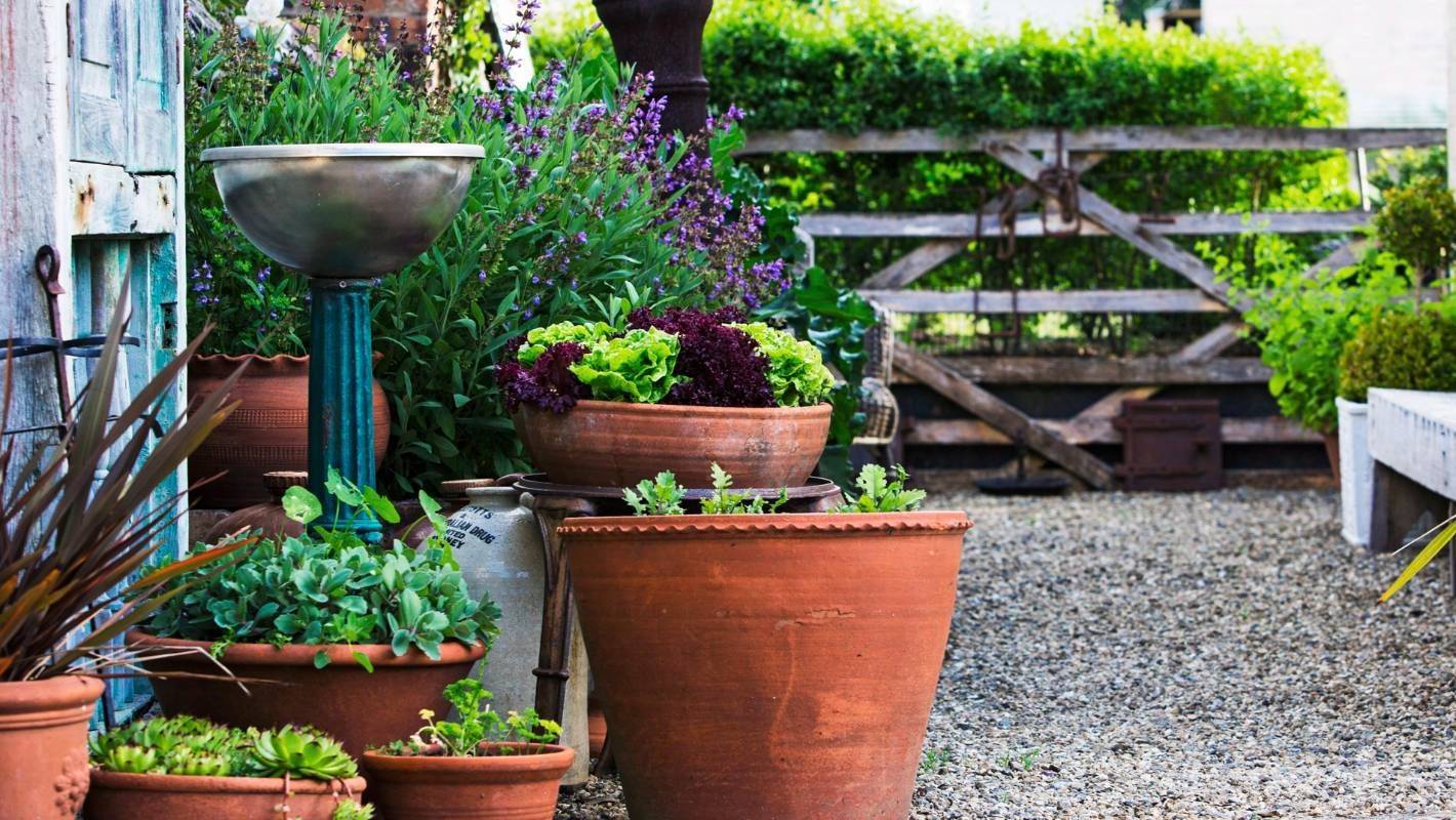 Texas Herb Garden Ideas