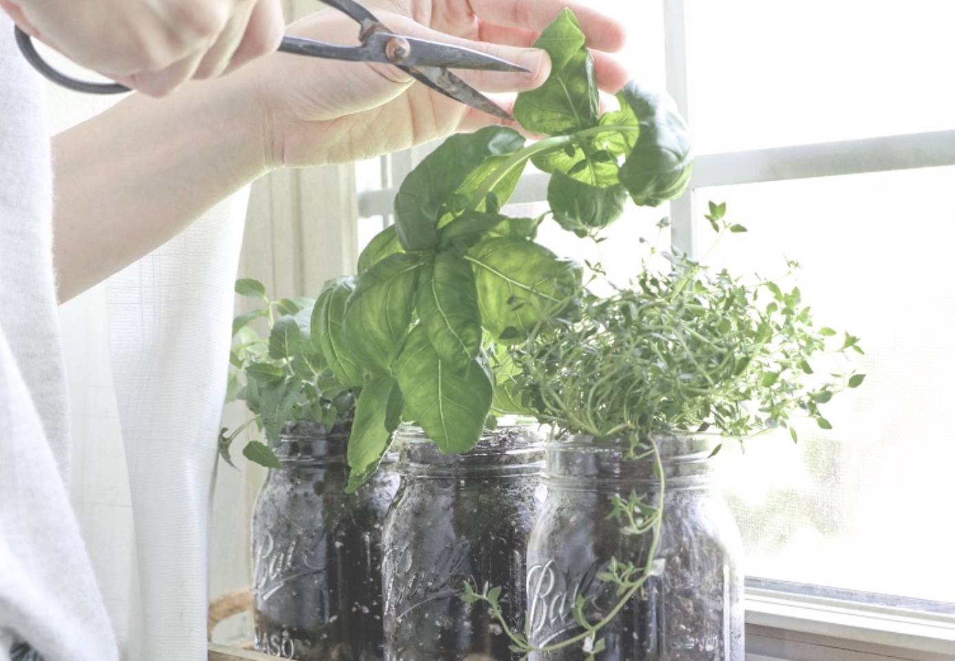 Planting Herbs Indoors