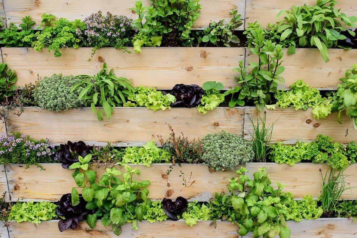 Best Vertical Gardening Inspiration