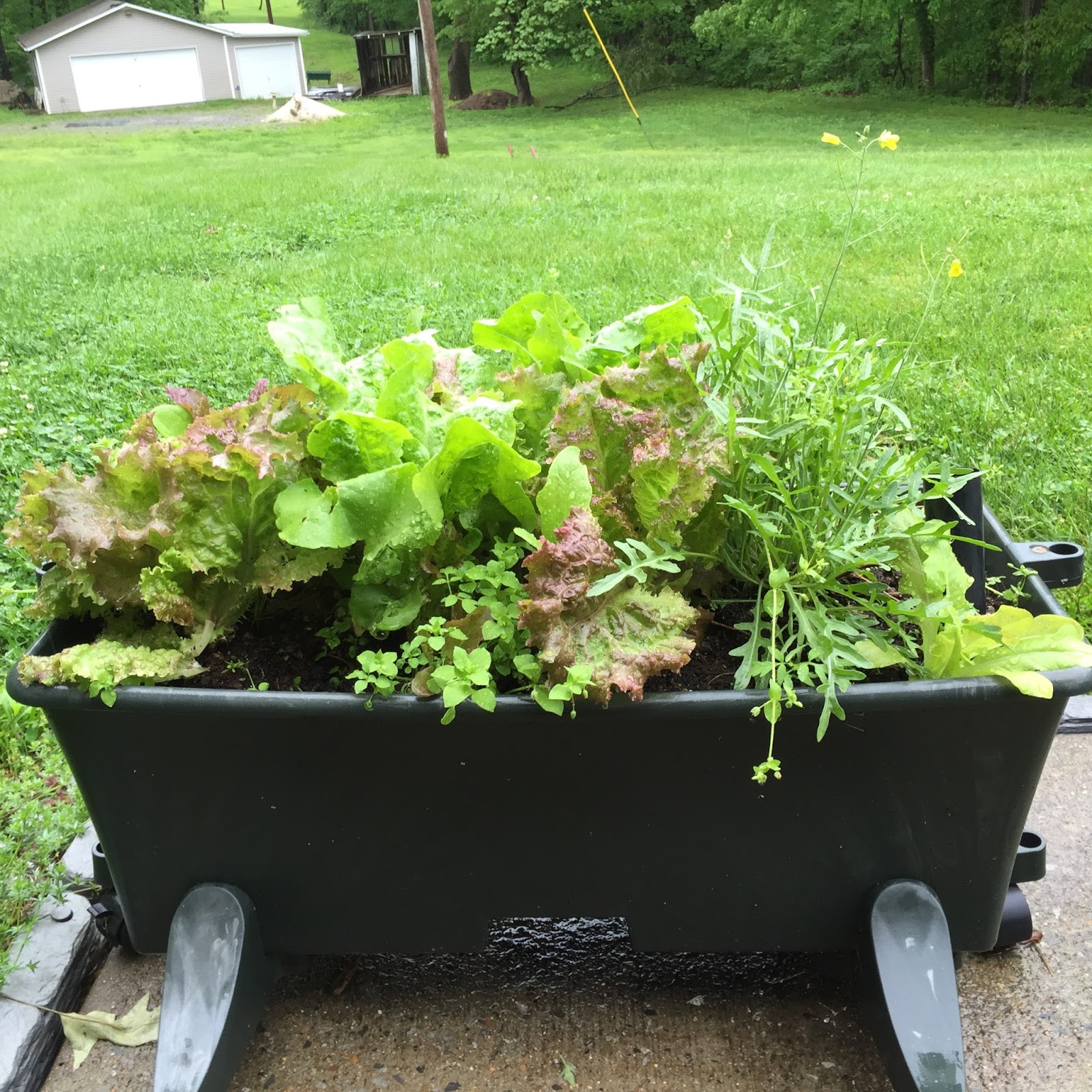 Edible Garden Ideas Simphome