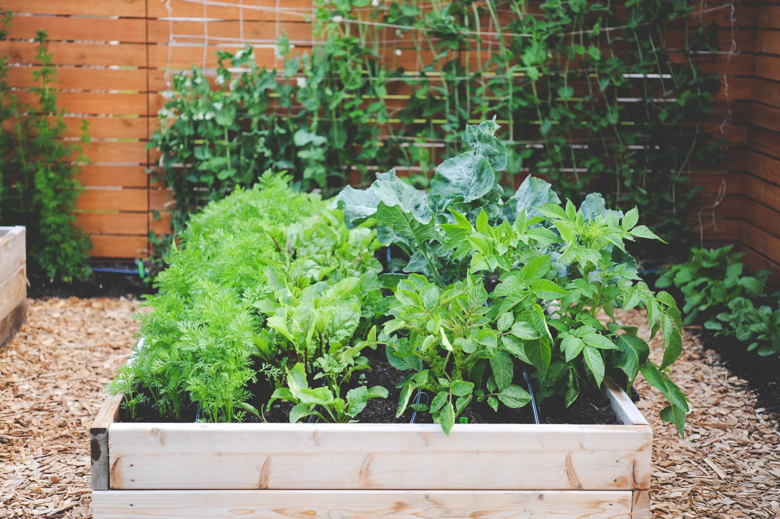 Edible Garden Designs