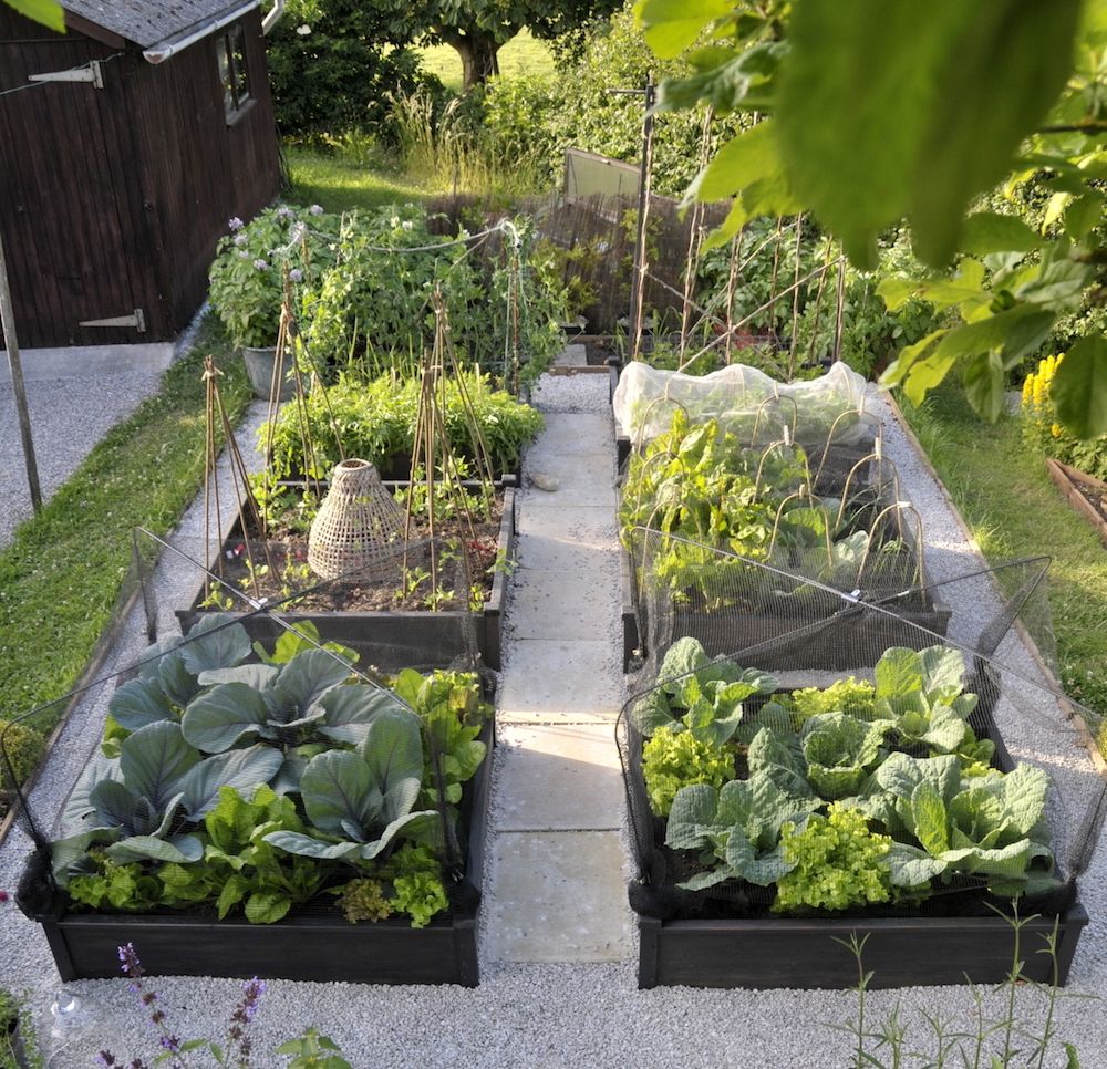 Small Edible Garden Ideas