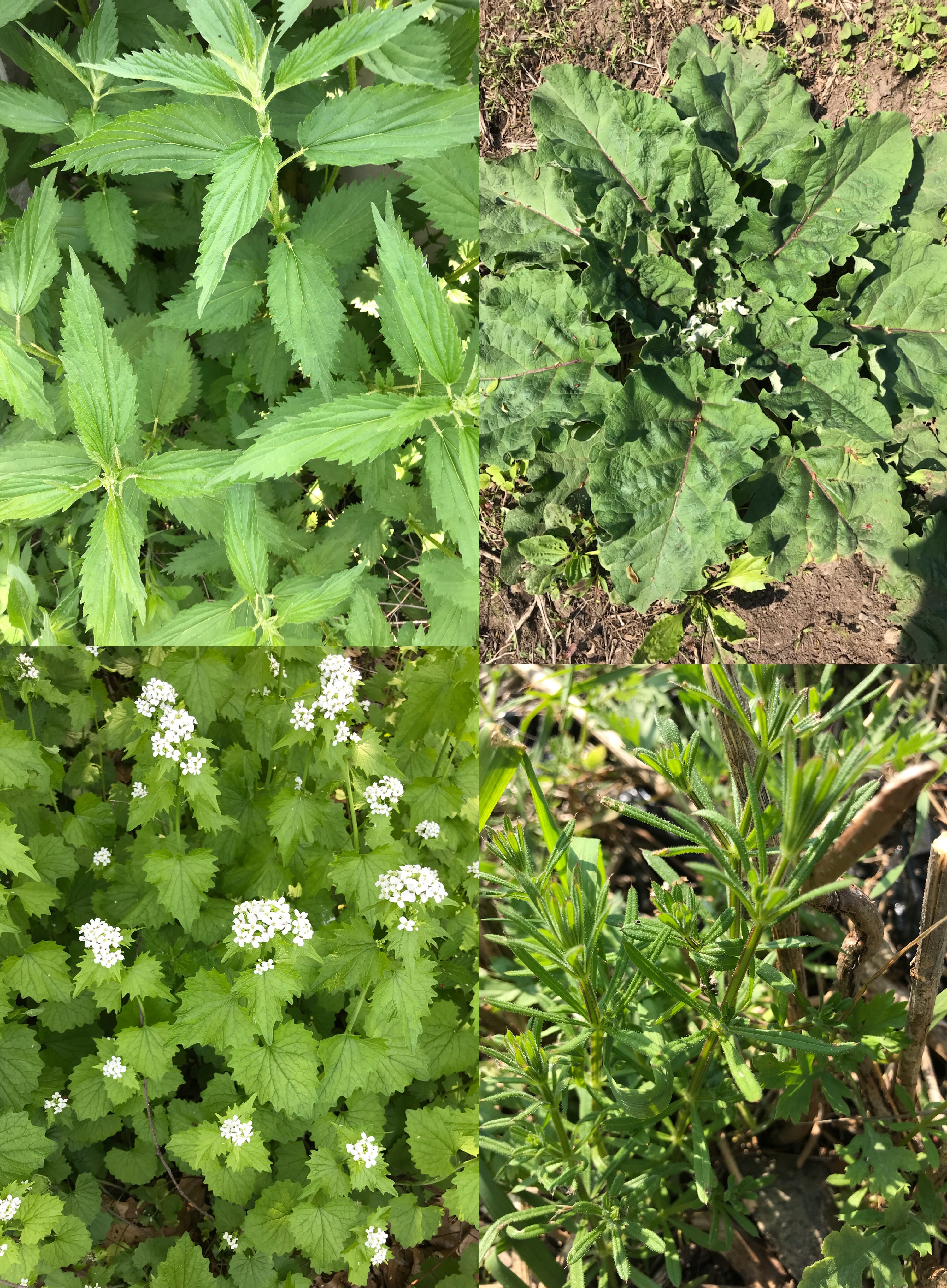Your Backyard Garden Lmolnar