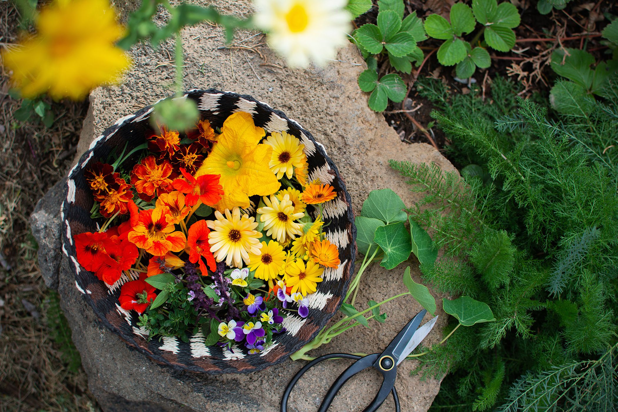 Your Backyard Garden Lmolnar