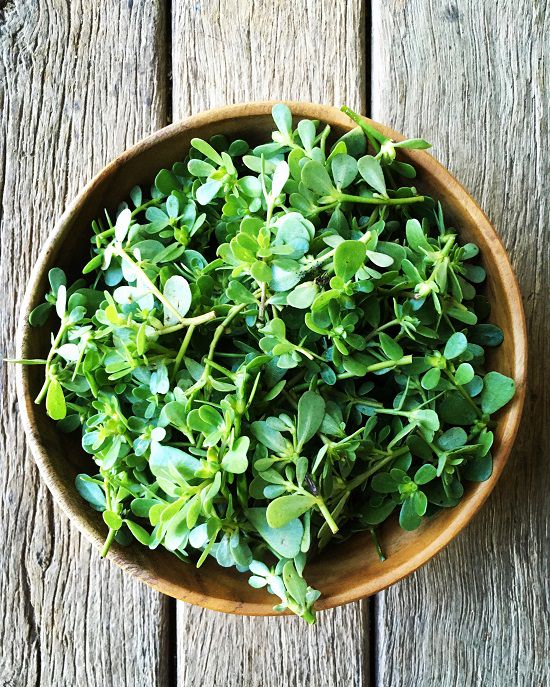 Best Edible Garden Ideas