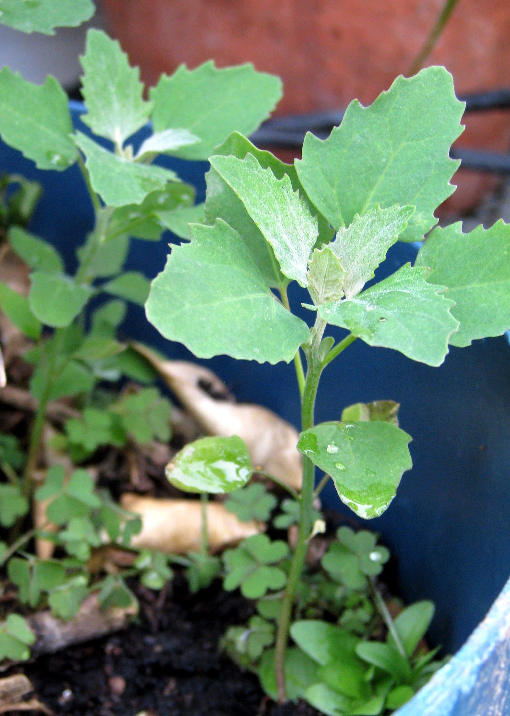 Edible Landscaping Plantmaster Blog
