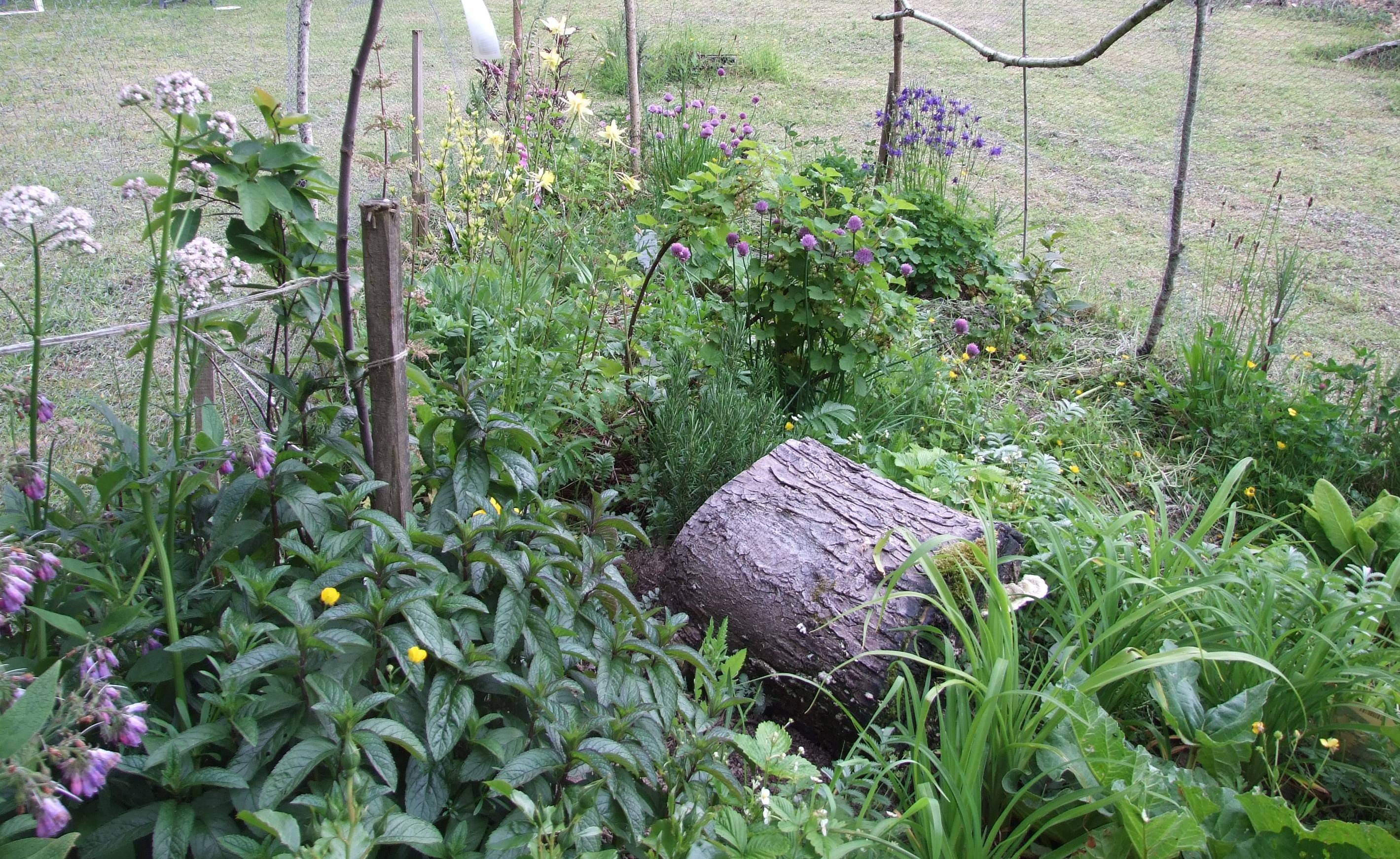 Alice Waters Edible Schoolyard Project