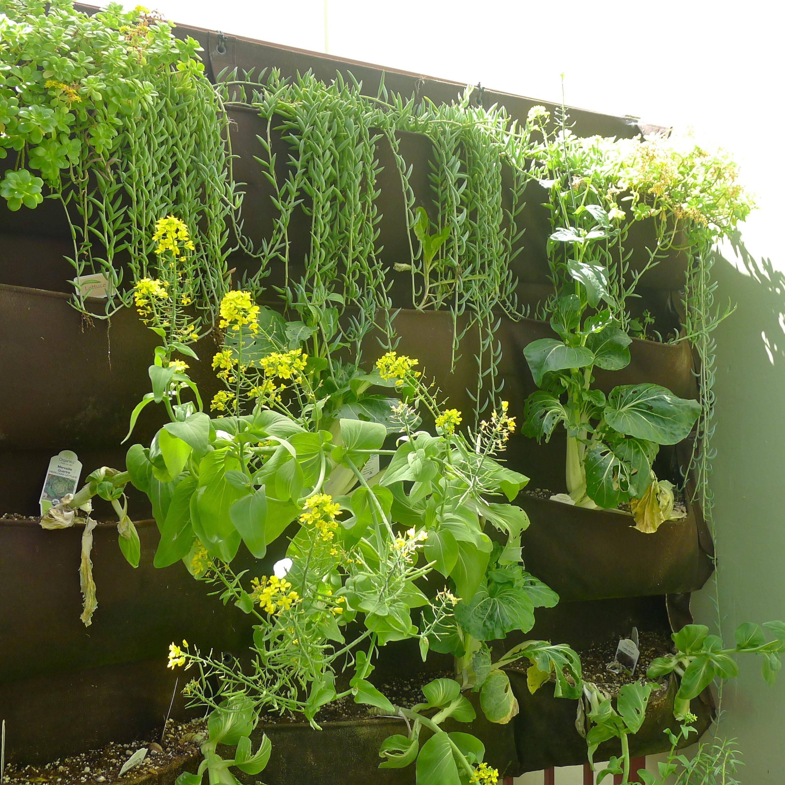 Cheap Veggie Garden Ideas School Garden Design Ideas