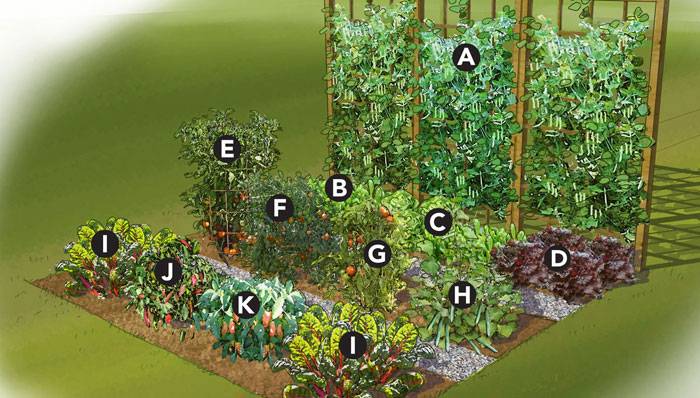 Backyard Garden Layout