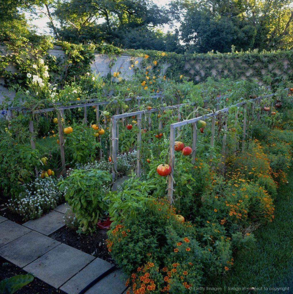 Organic Vegetable Garden Straw Bales Spring Vegetable