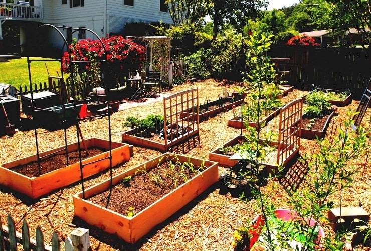Companion Vegetable Garden Layout