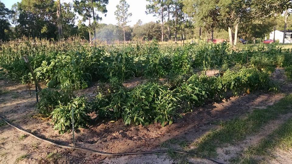 Elevated Vegetable Garden