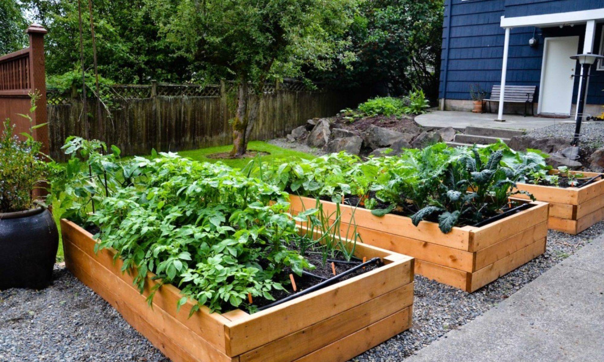 The Best Vegetable Garden Layout