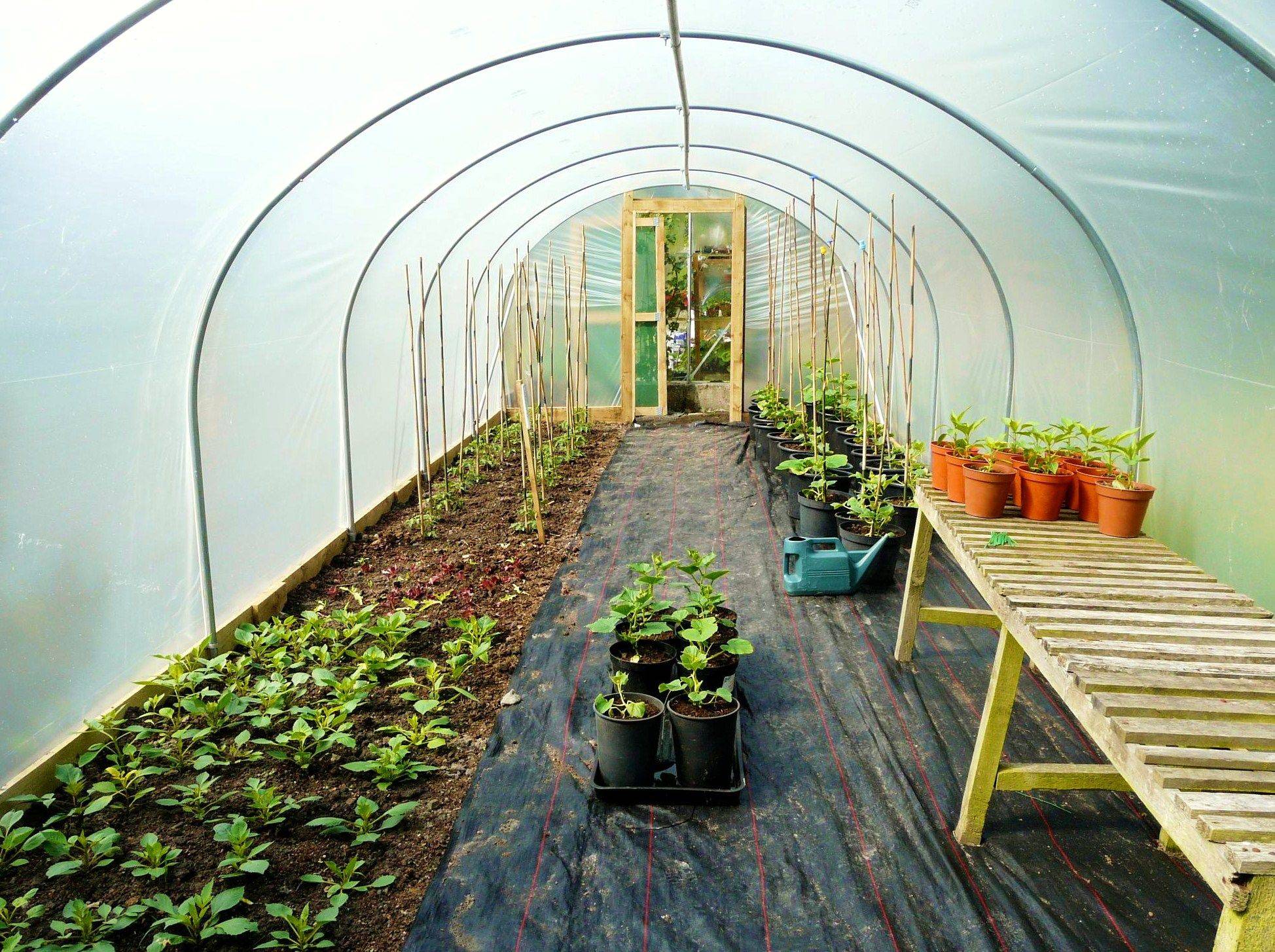 23 Garden Tunnel Ideas You Cannot Miss | SharonSable